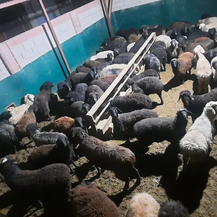 Кой токты тусак кошкар