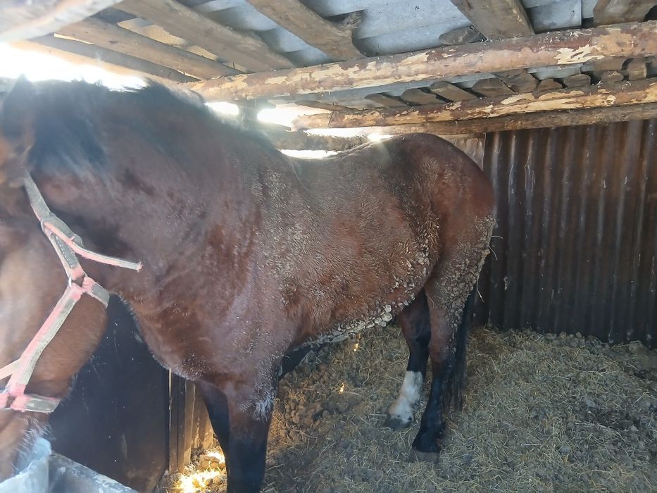 Продам жеребца 5 лет