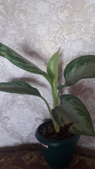 Продам цветы комнатные