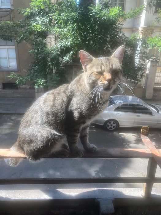 Млад котарак търси дом