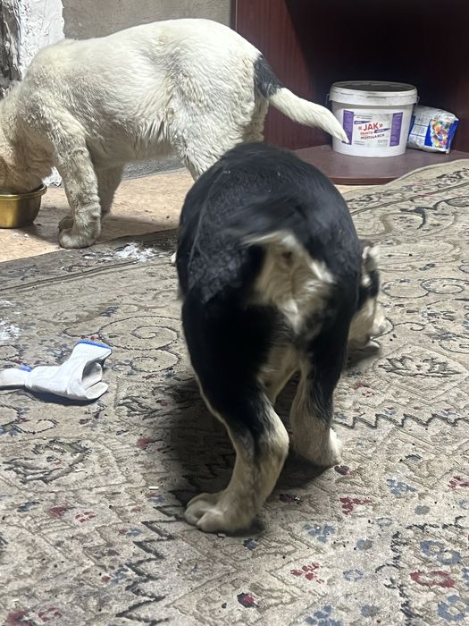 Тобет Алабай щенок 2месяц