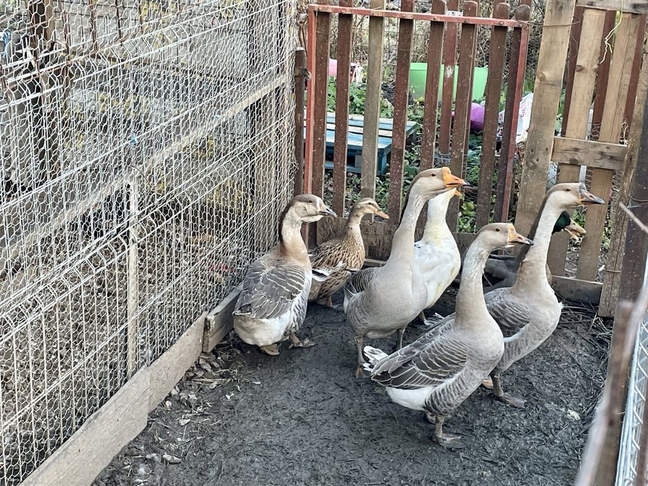 Vand gaste toulouse si rate mute tinere, foarte frumoase