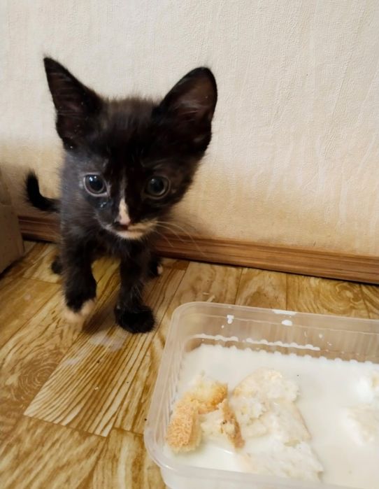 В добрые руки котята !
