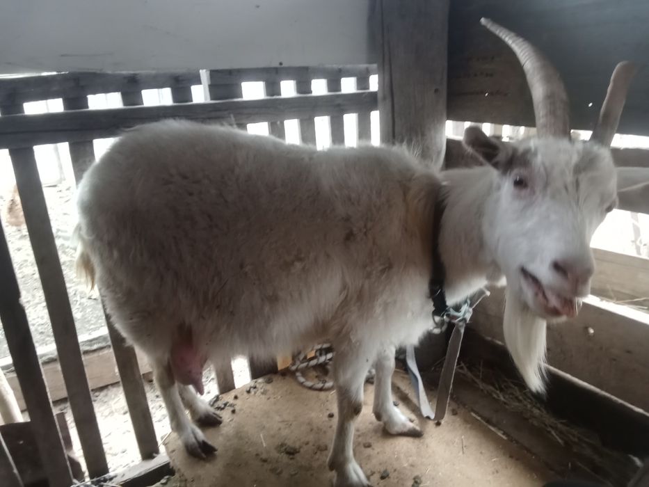 Продаётся коза с козлятами