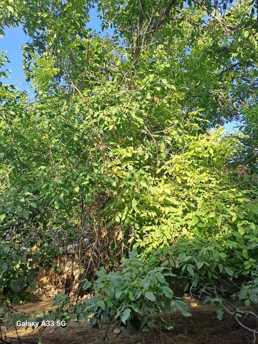 Yongoq daraxt sotiladi