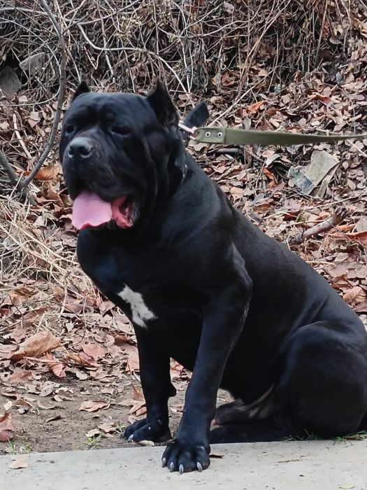 Щенки Кане Корсо