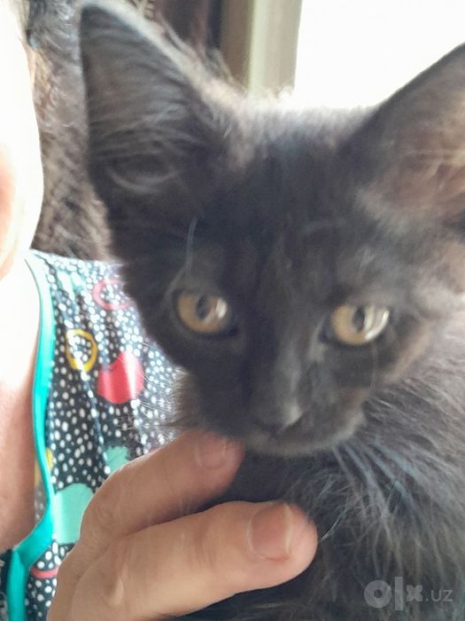Котёнок 1,5 месяца.Бесплатно.