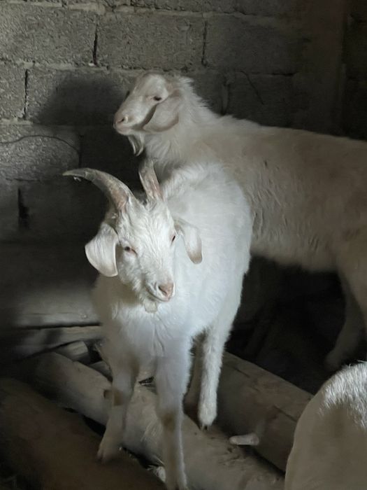 Текелер сатылады 1 жасар