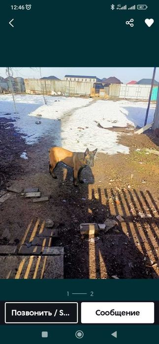 собаку породой бельгийская овчарка