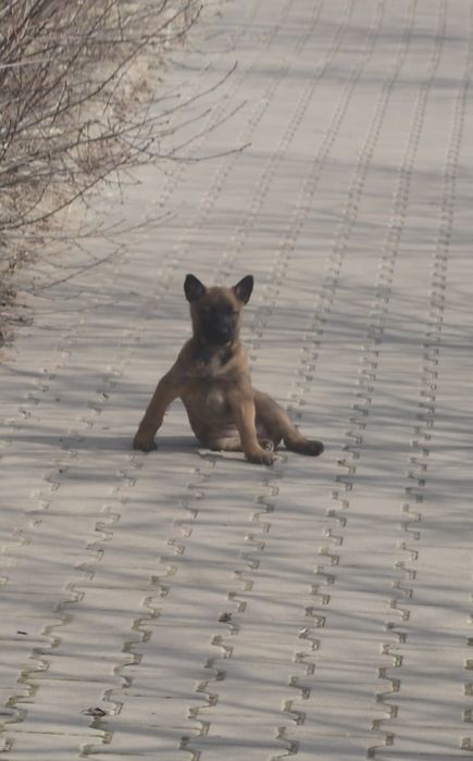 Продаётся щенок бельгийской овчарки