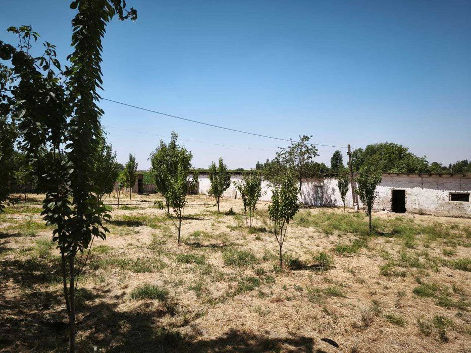 Yu  Фермерское хозяйство 20 соток колхоз Туркистон, Назарбек