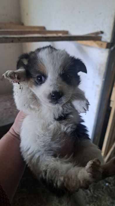 Щеночки в добрые руки