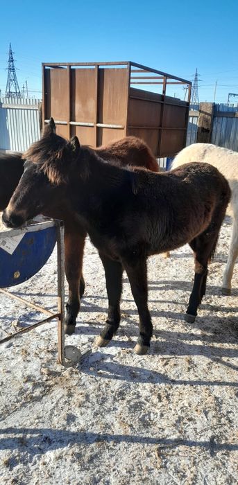 . Продам Жабағы сатам