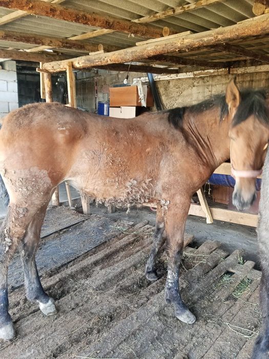 Саудасы бар 2 еркек бір ургашы