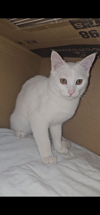Turetskiy Angora
