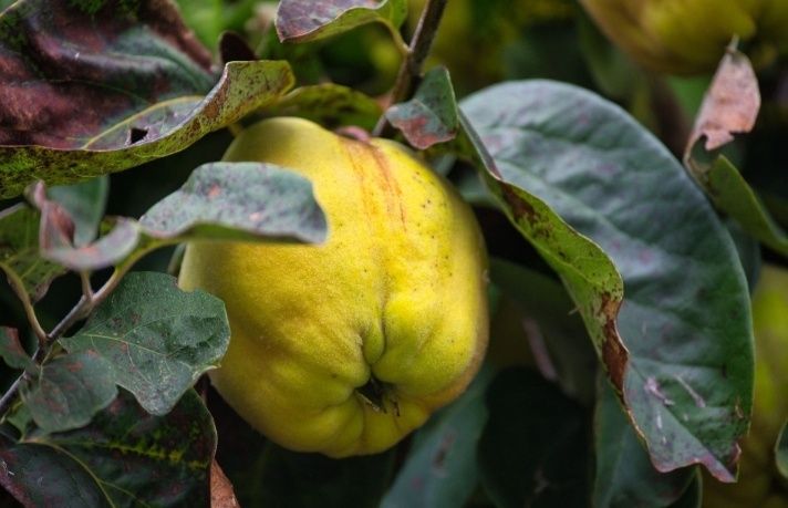 Pomi Fructiferi Străvechi Glia Strămoșească (Soiuri De Gutui )