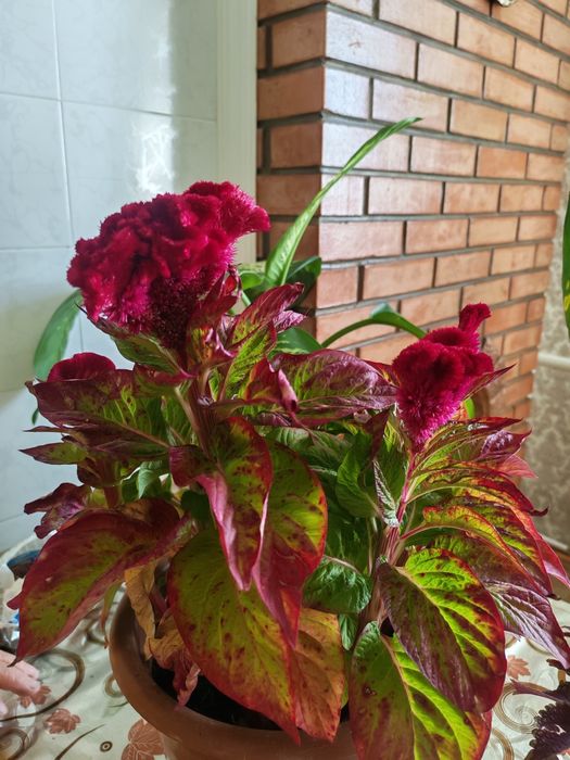 Целозия гребенчатая (цветок)