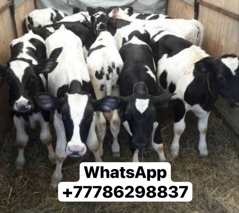 Продам телят опт