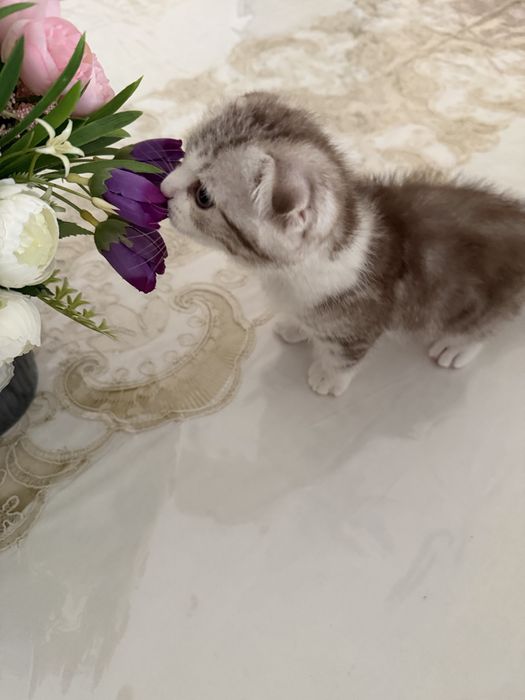 Скотиш фолд угил бола мушукча жуда уйинкаро кизикувчан