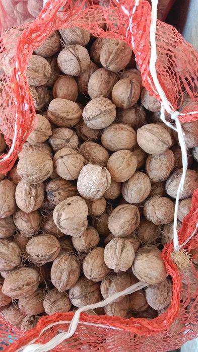 Продам грецкие орехи