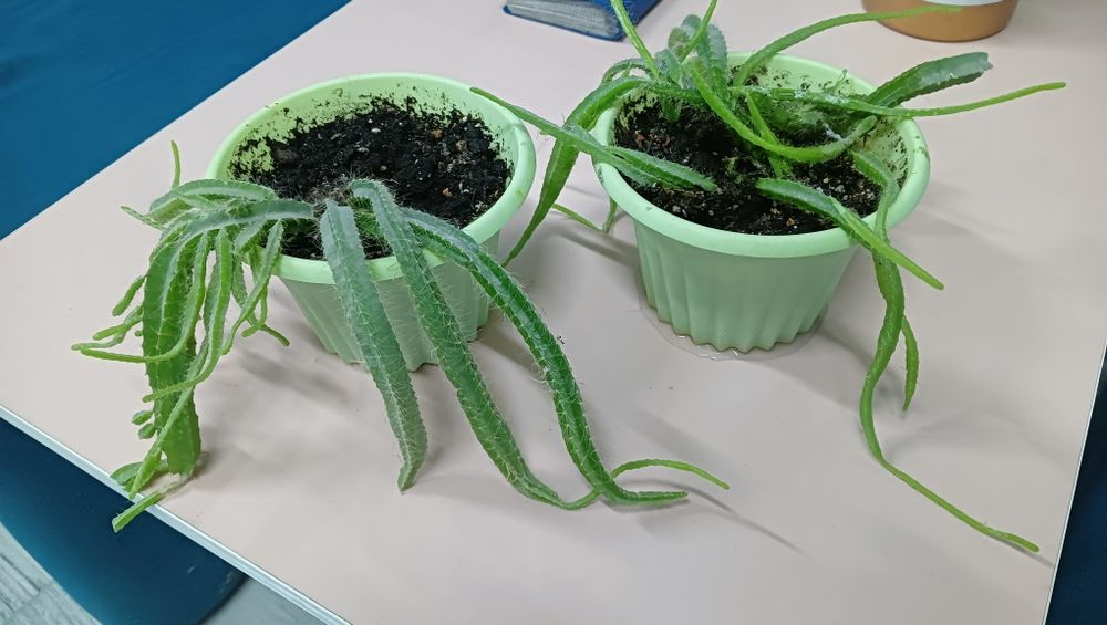 Цветы кактус продажа