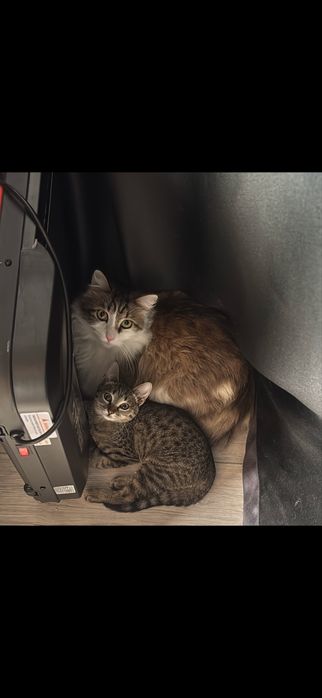 Котенок девочка