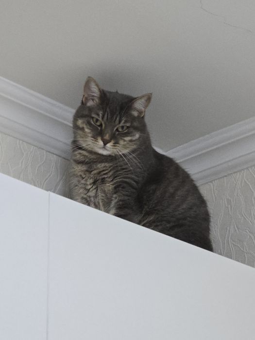 Отдам двух кошек