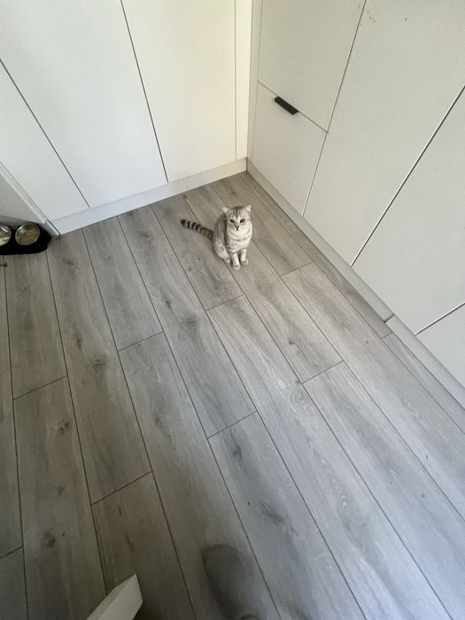 Ищем кота для вязки