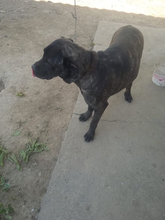 Продаётся собака породы кане-корсо