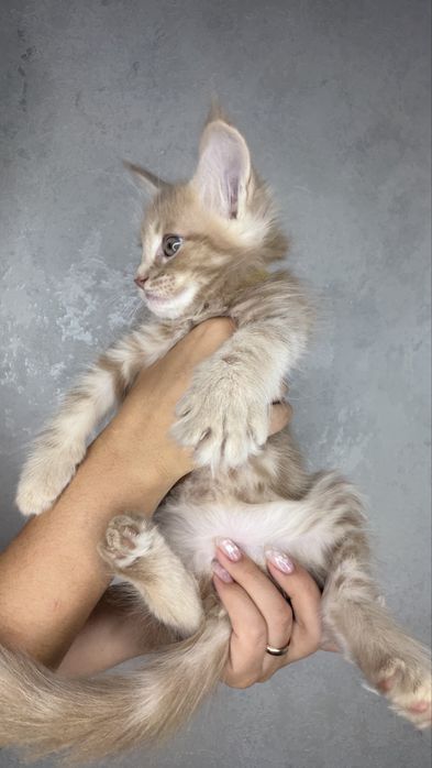 Котенок мейн кун девочка