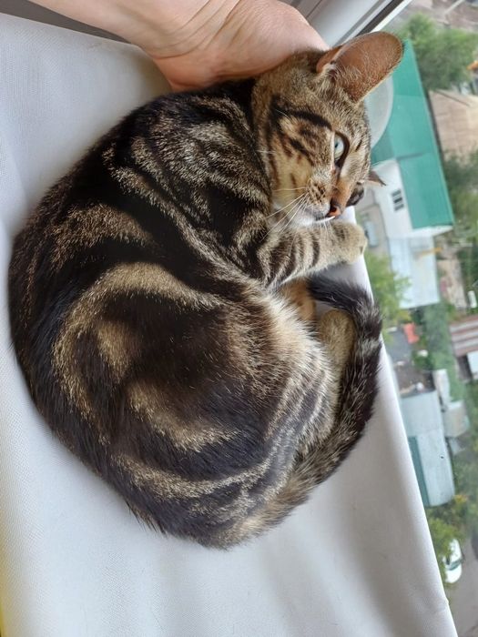 Котёнок Дионис - счастье в Ваш дом