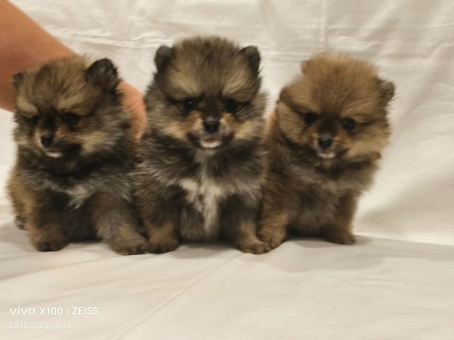 Очаровательные щенки шпица.
