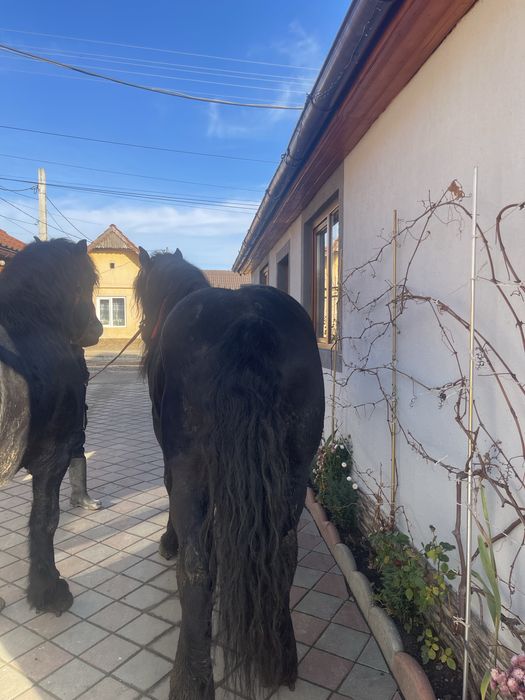 De vazate 2 armasari cu varstra intre 5 si 6 ani