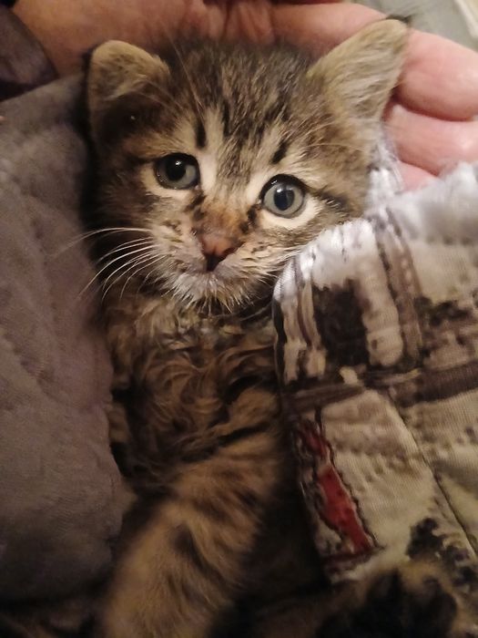 Малък, умен и красив младеж търси дом