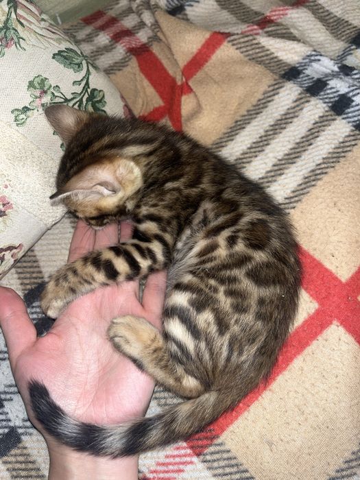 Бенгальский котик