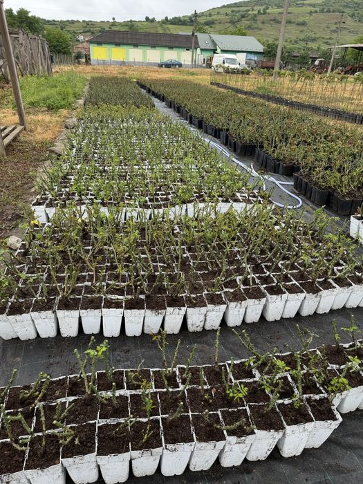 Trandafiri în Ghiveci – Soiuri de Calitate, Direct de la Pepinieră!