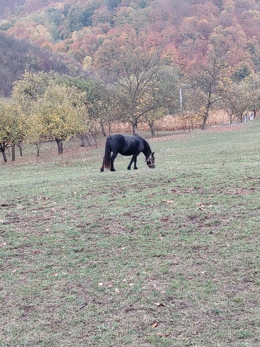 Mânză neagra de vânzare!