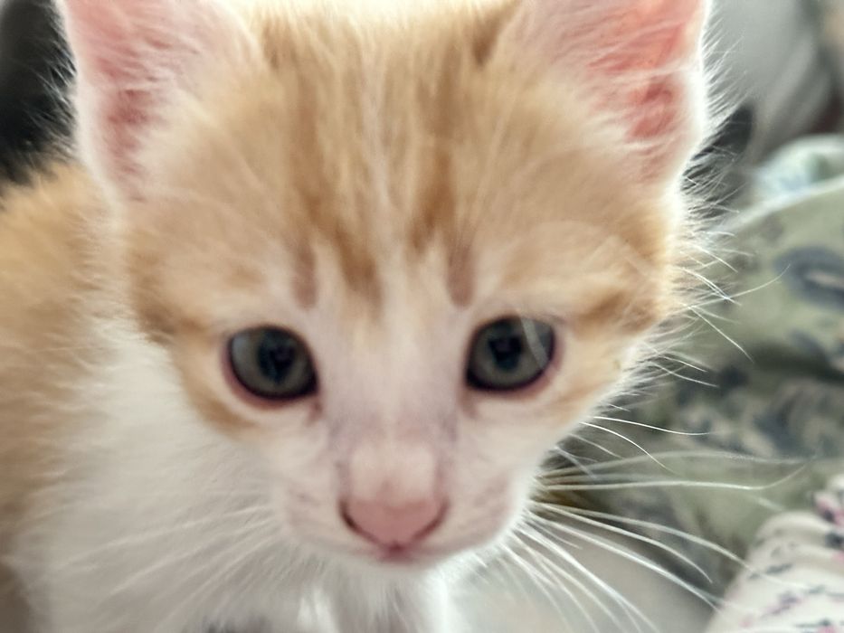 Котенок. Красивый. 1,5 месяцев