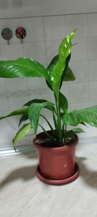 Спатифиллум цветок женского счастья