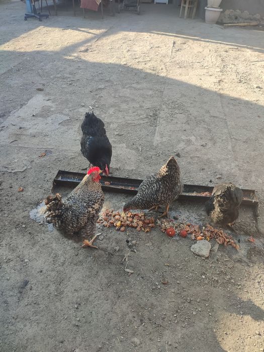 Пара куреей рябый и черный