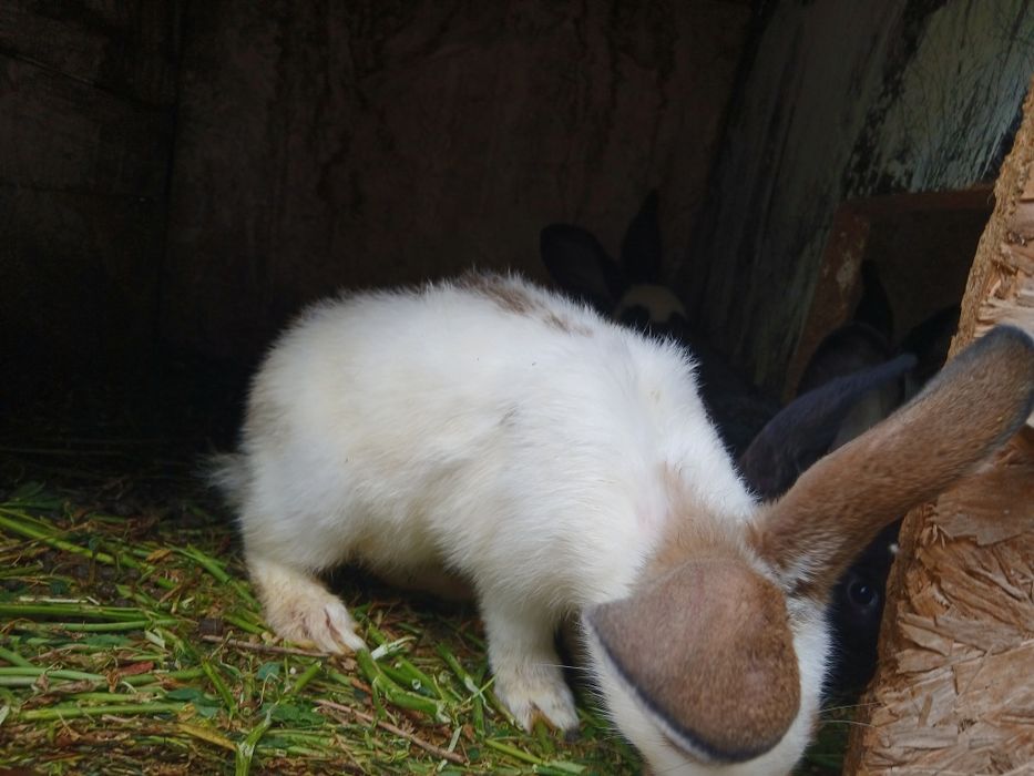 Pui iepure fluturas urias