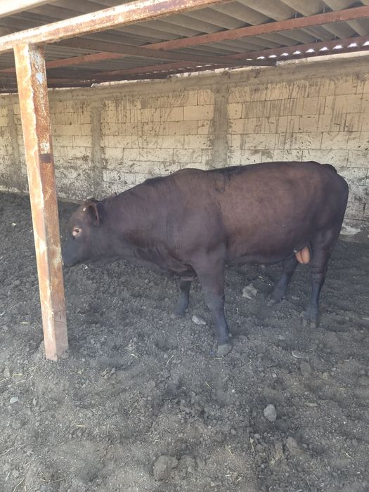Tauri angus pentru reproducere