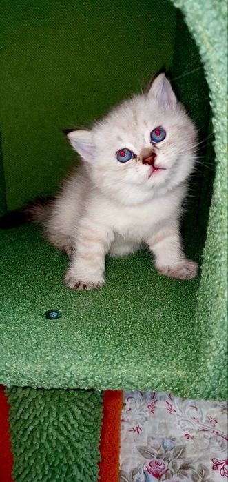 Британский котёнок color point | Мальчик | Отец WCF BRI ns 12 33