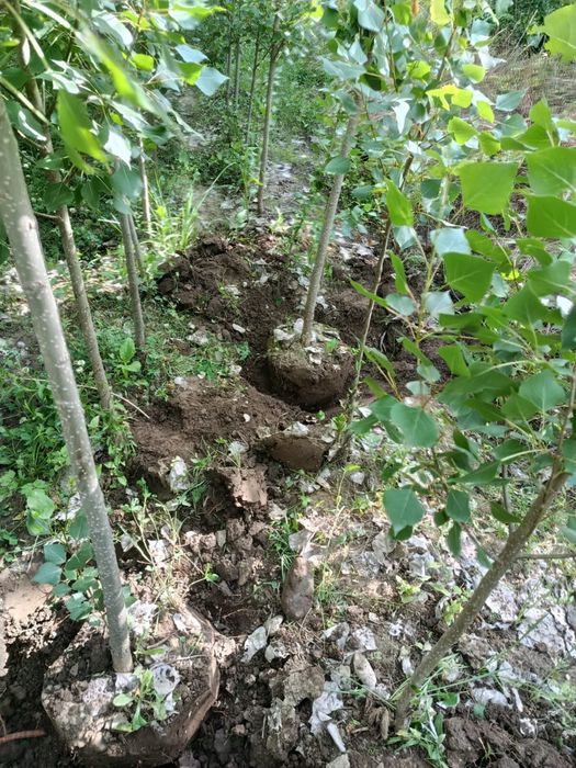 Тополь пирамидальный (Populus pyramidalis)