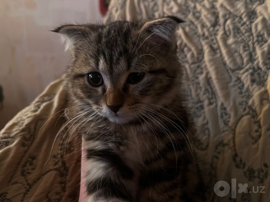 Котенок  породистый