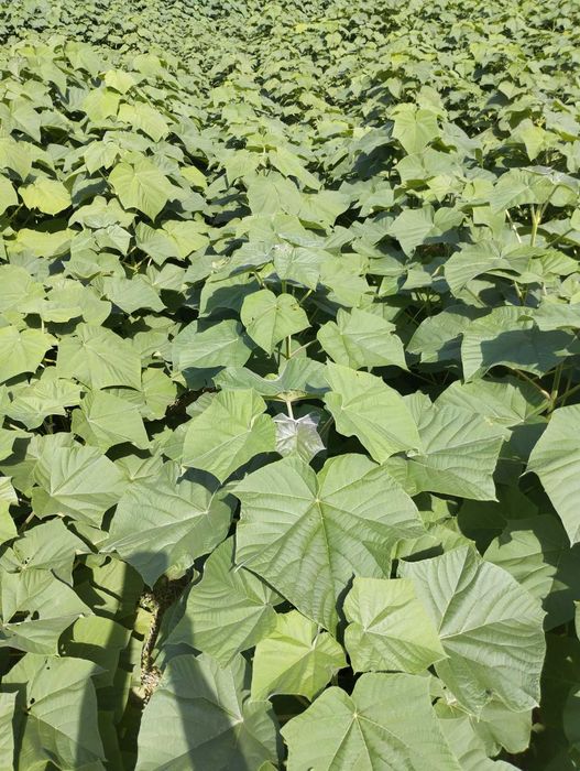 Фиданки от каталпа