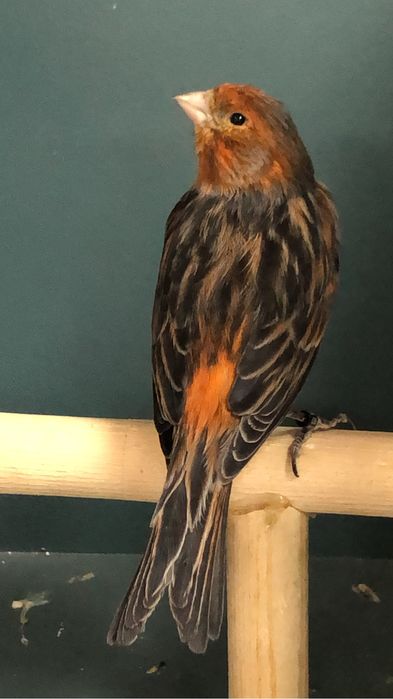 Канарейка (кенор) самец