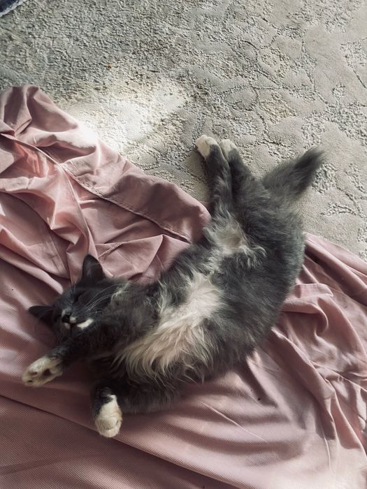 Отдам в хорошие руки хороший кот