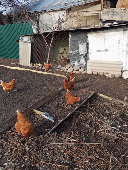 Продам кур , несушки 7 штук