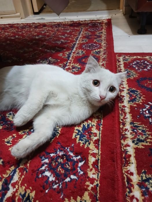 Отдам даром котенка